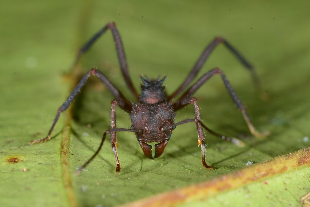 Photo de Acromyrmex octospinosus (Fourmi coupeuse de feuilles (exotique))