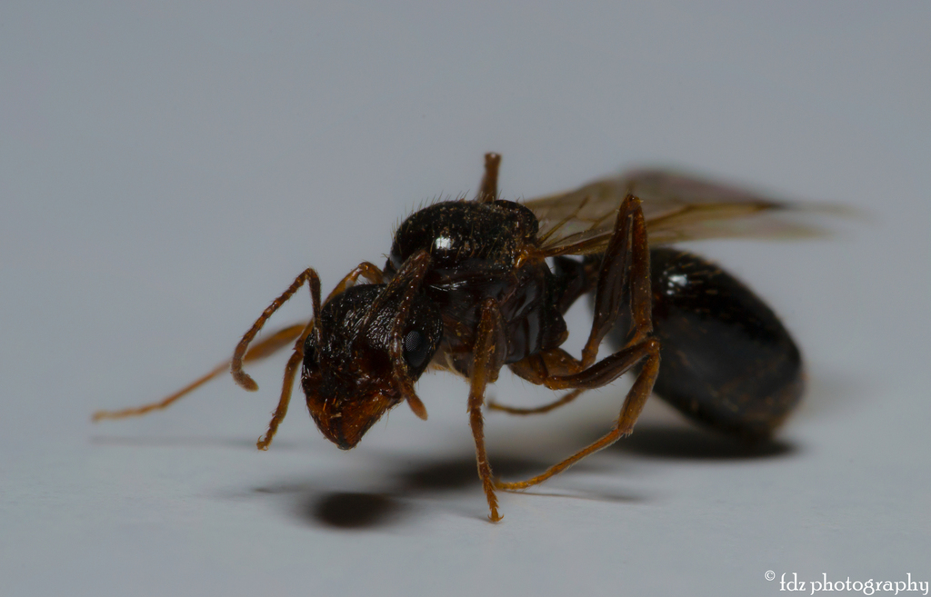 Aphaenogaster gibbosa (Aphaenogaster méditerranéenne)