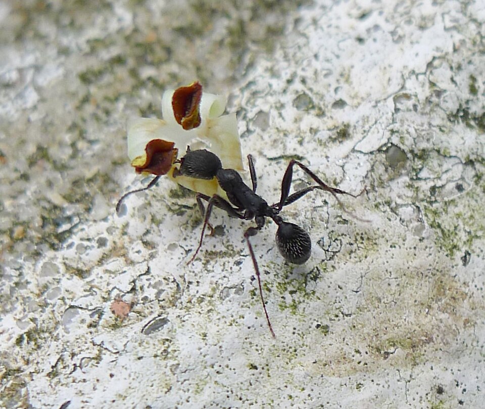 Photo de Aphaenogaster senilis (Fourmi ibérique des sous-bois)