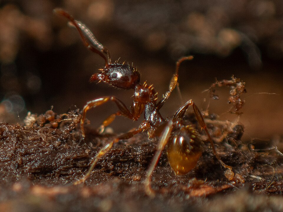 Photo de Aphaenogaster subterranea (Fourmi des sous-bois)