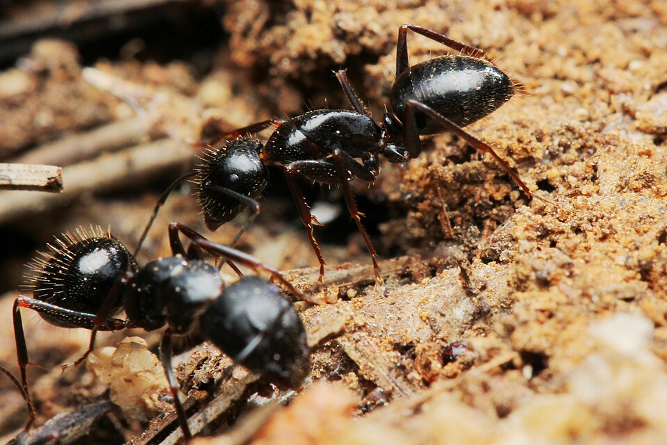 Photo de Camponotus aethiops (Charpentière noire méditerranéenne)