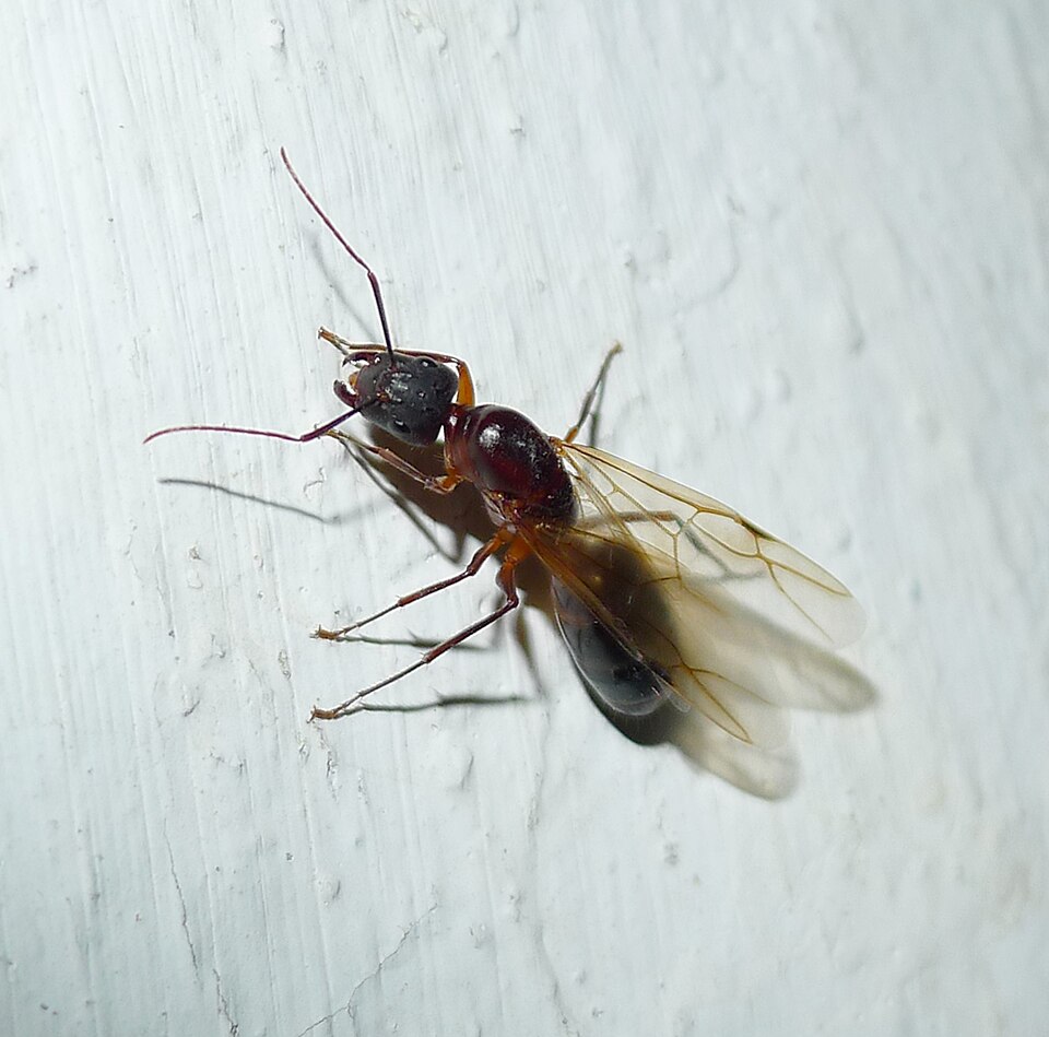 Photo de Camponotus barbaricus (Fourmi charpentière du Sud)