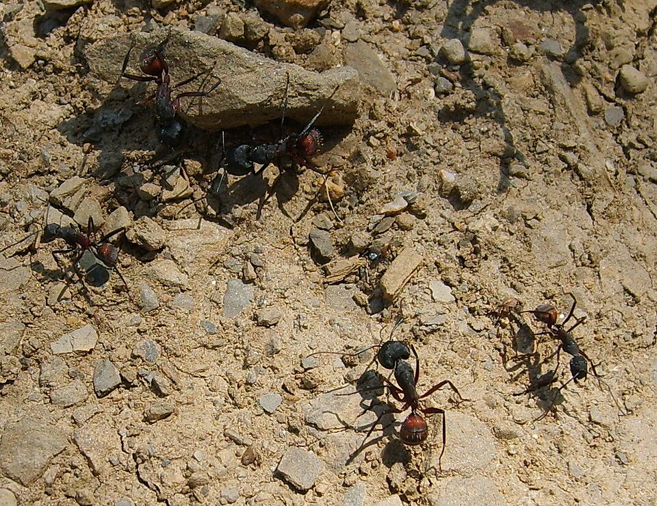 Photo de Camponotus cruentatus (Fourmi charpentière méditerranéenne)