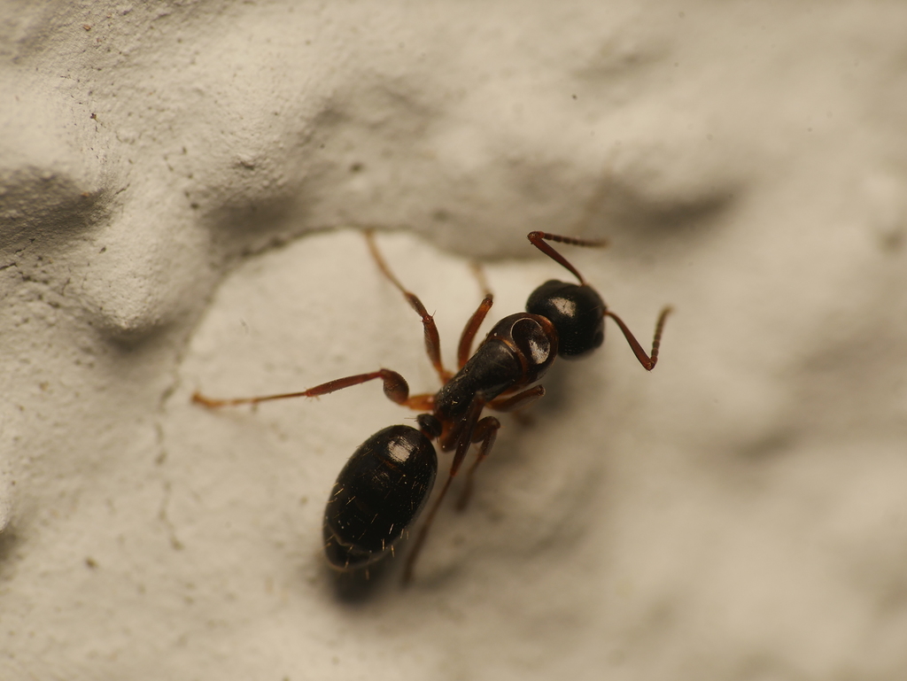 Camponotus fallax (Charpentière arboricole)