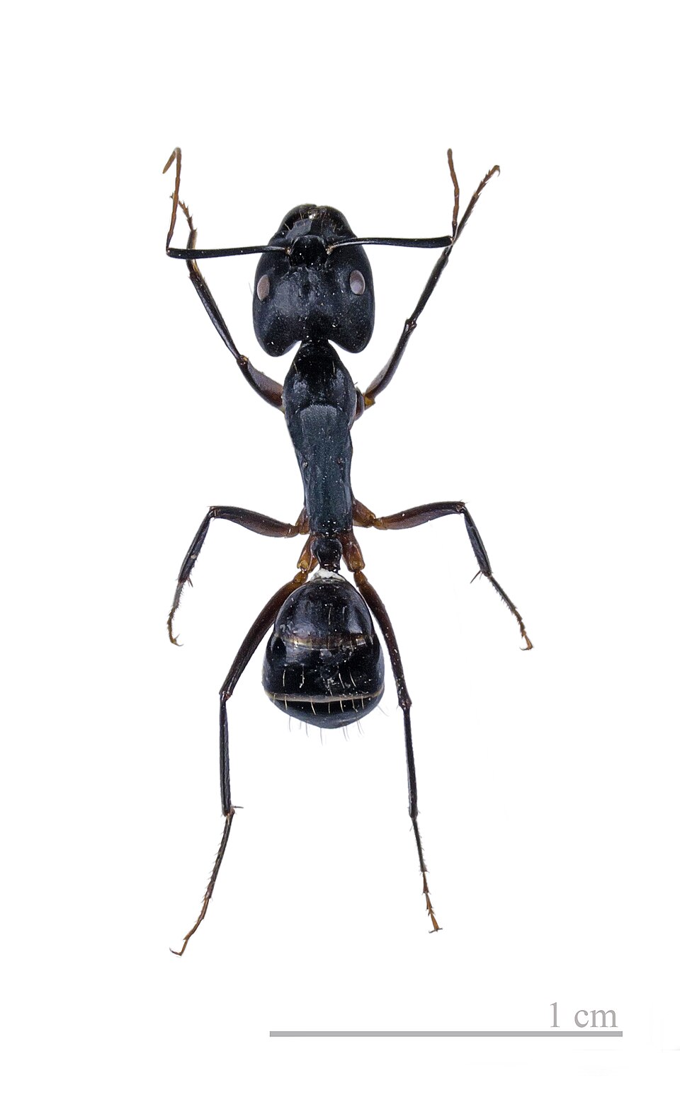 Photo de Camponotus fellah (Charpentière du désert (exotique))
