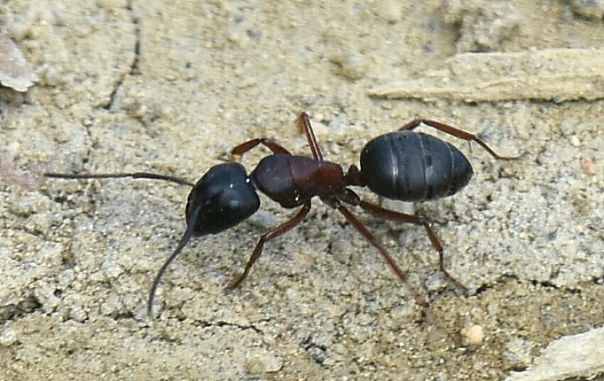 Photo de Camponotus herculeanus (Charpentière des montagnes)
