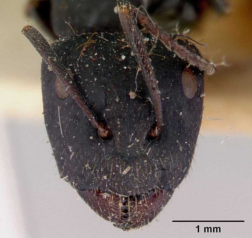 Camponotus inflatus (Fourmi pot de miel australienne)