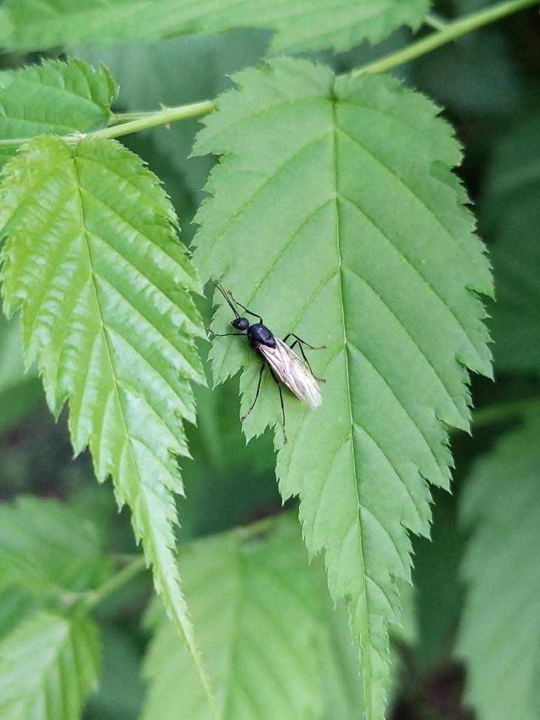 Camponotus japonicus (Fourmi charpentière du Japon)