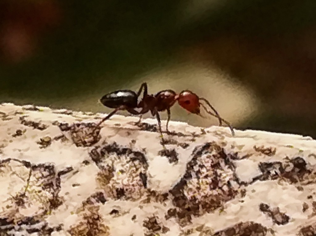 Photo de Camponotus lateralis (Petite charpentière mimétique)