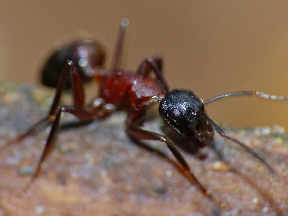 Photo de Camponotus ligniperdus (Charpentière bicolore)