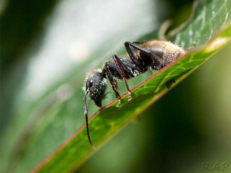 Camponotus mus (Fourmi charpentière sud-américaine)