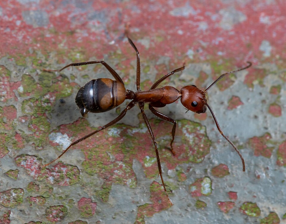Photo de Camponotus nicobarensis (Charpentière asiatique (exotique))