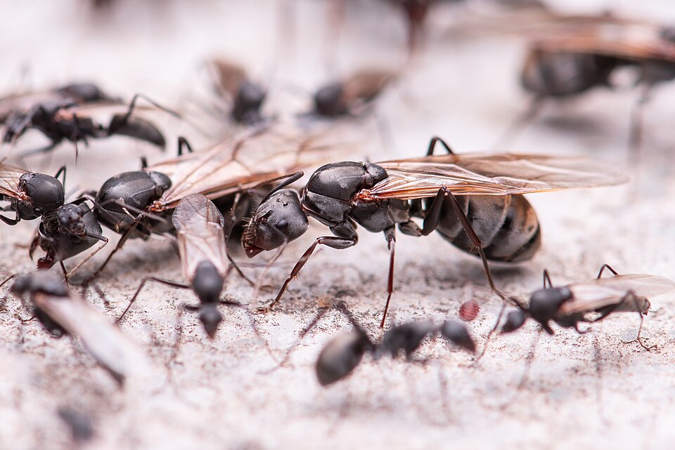 Camponotus parius (Fourmi charpentière bicolore d'Asie)