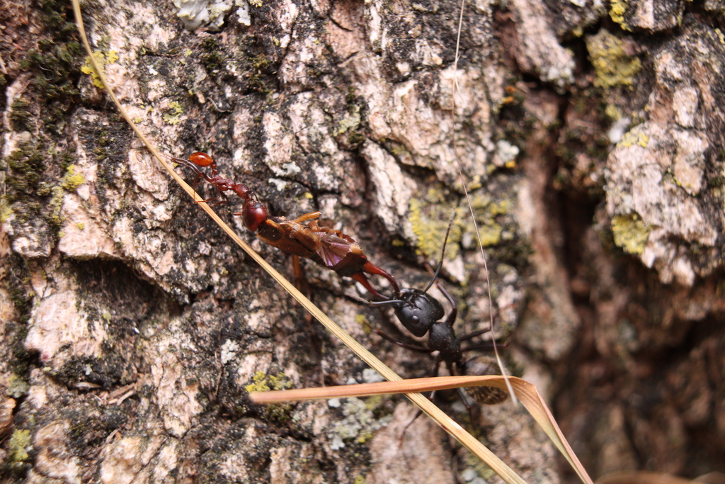 Camponotus pennsylvanicus (Fourmi charpentière noire d'Amérique)