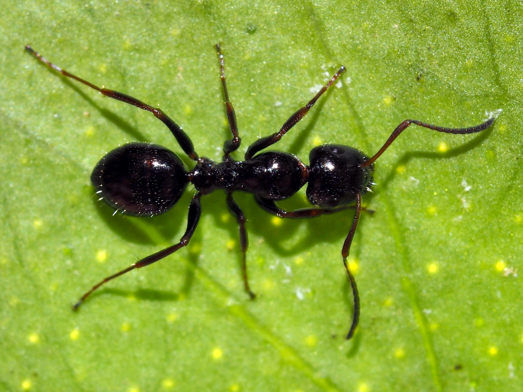 Camponotus piceus (Petite charpentière noire)