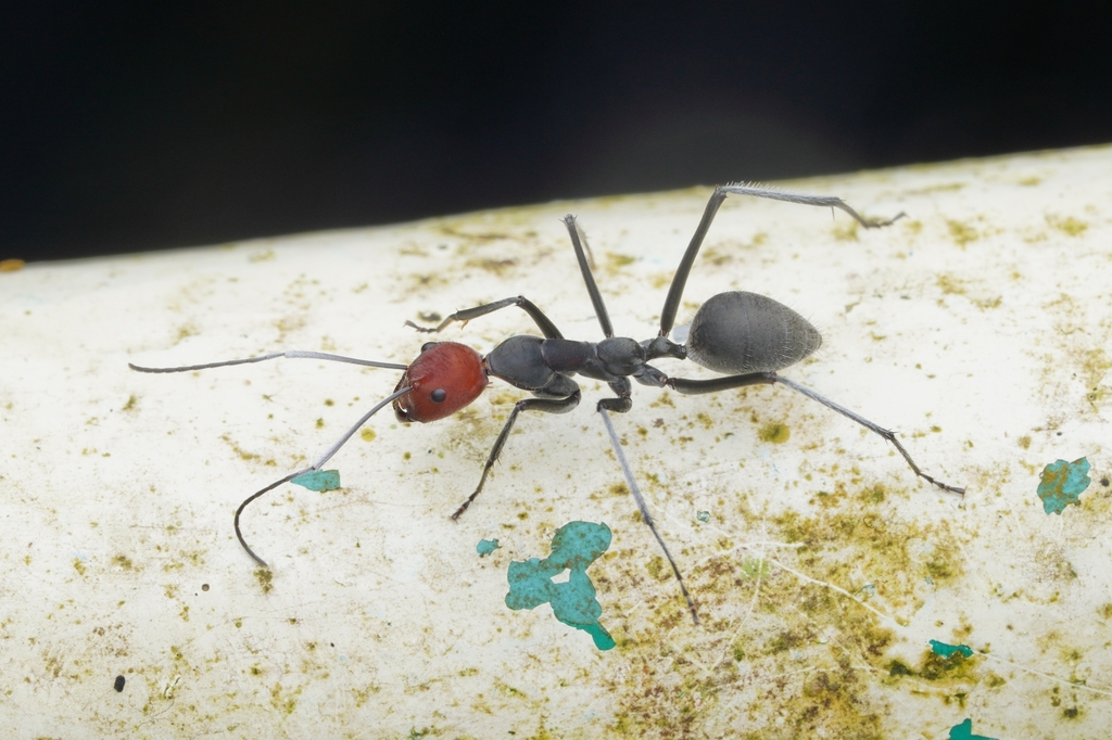 Photo de Camponotus singularis (Charpentière à tête rouge (exotique))