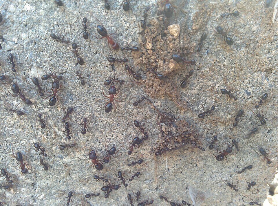 Camponotus sylvaticus (Charpentière des bois méditerranéenne)