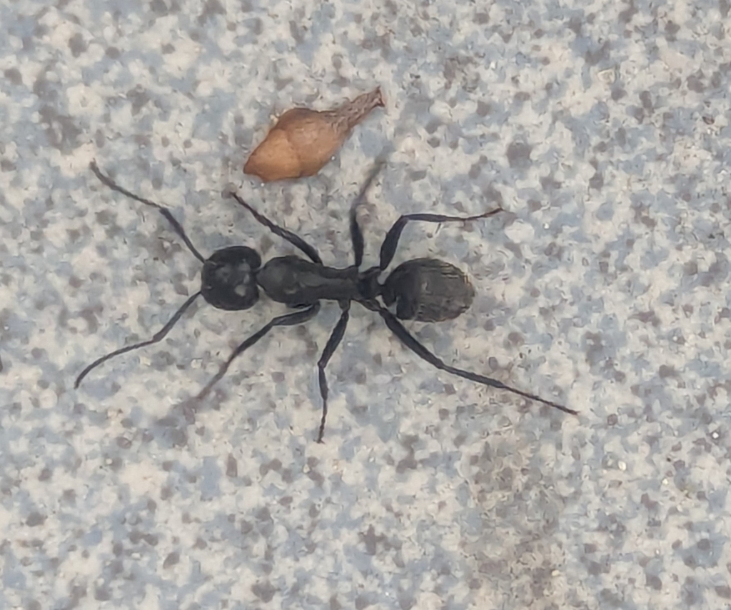 Photo de Camponotus vagus (Grande fourmi charpentière noire)