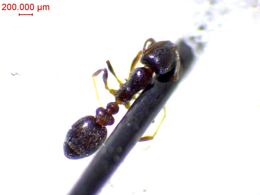 Cardiocondyla elegans (Fourmi élégante des berges)