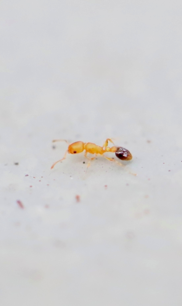 Photo de Cardiocondyla obscurior (Fourmi à mâles combattants)