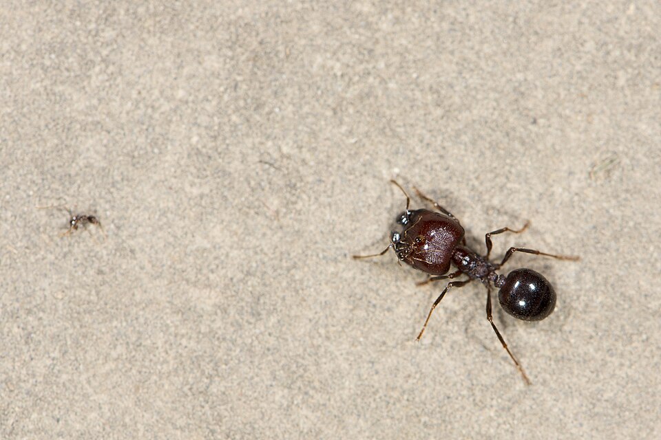 Photo de Carebara diversa (Fourmi maraudeuse (exotique))