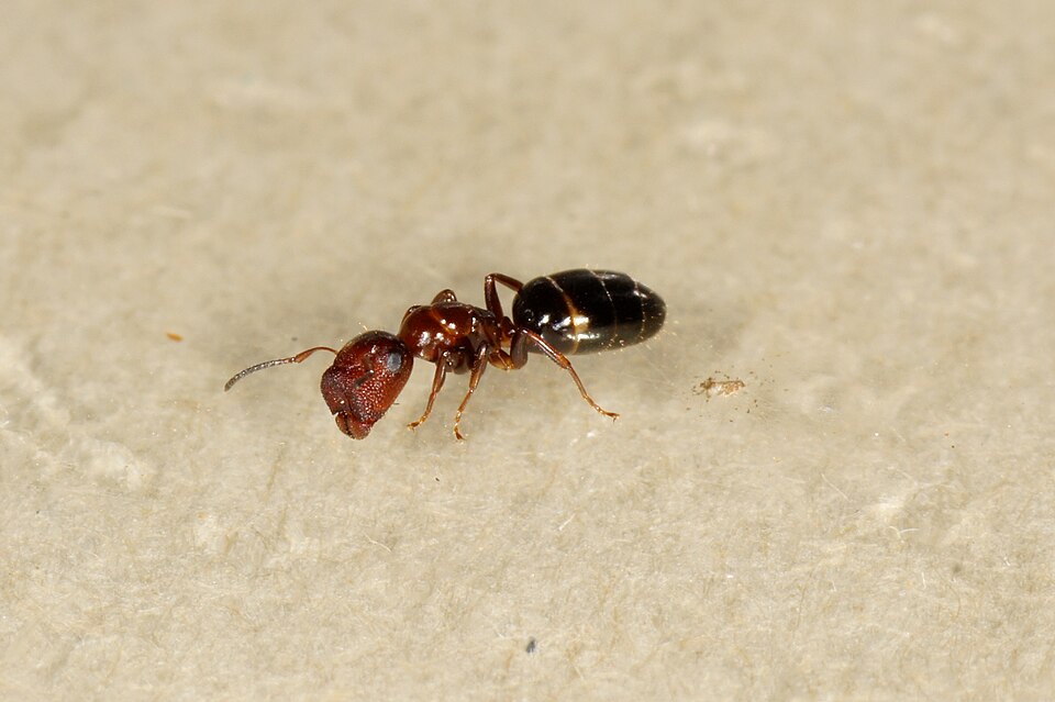 Colobopsis truncata (Fourmi à tête-bouchon)