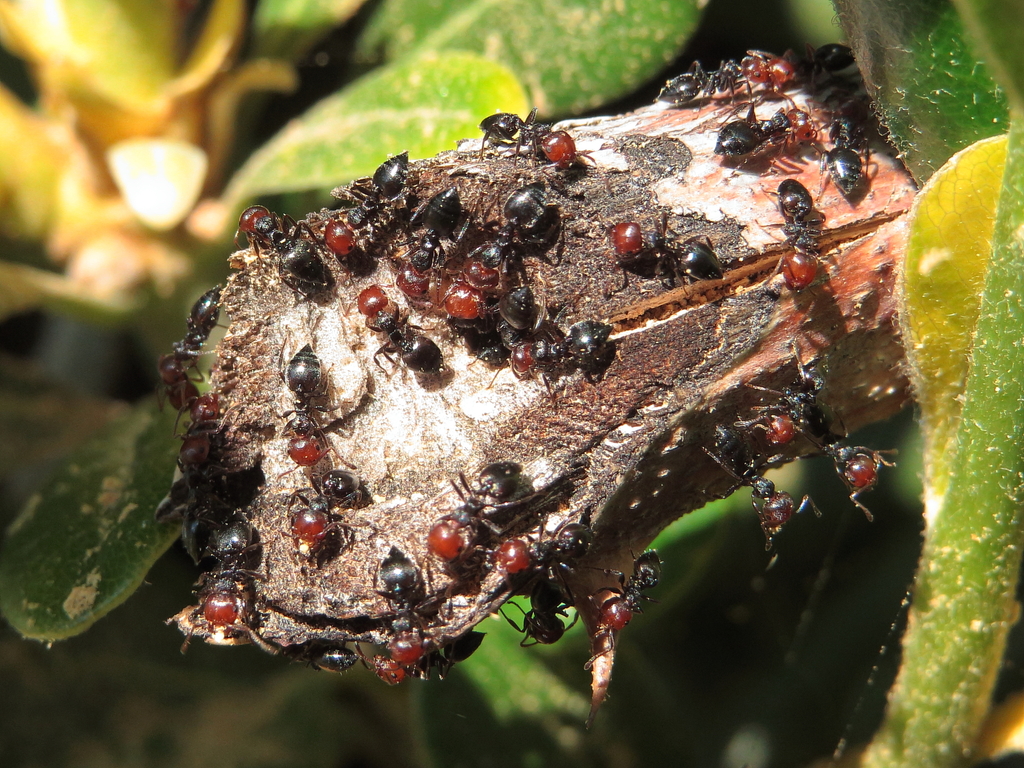 Photo de Crematogaster scutellaris (Fourmi acrobate à tête rouge)