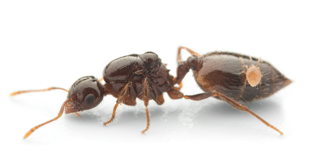 Photo de Crematogaster sordidula (Petite acrobate méditerranéenne)
