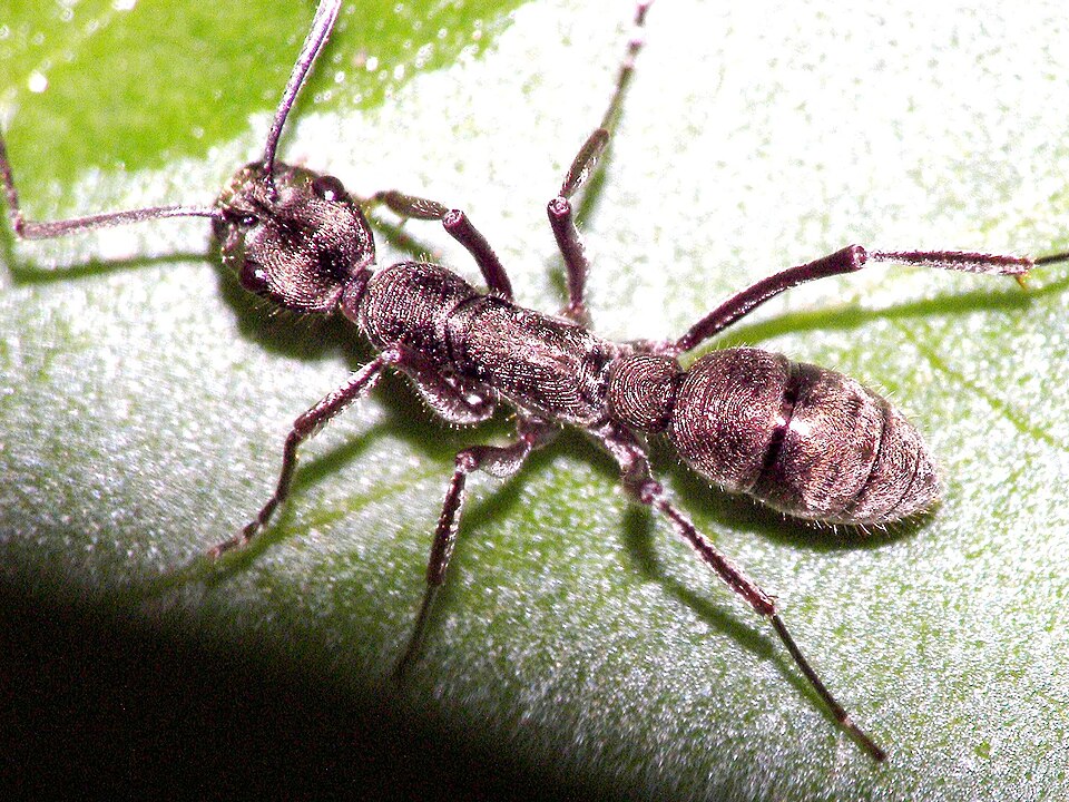 Photo de Diacamma rugosum (Fourmi sans reine (exotique))