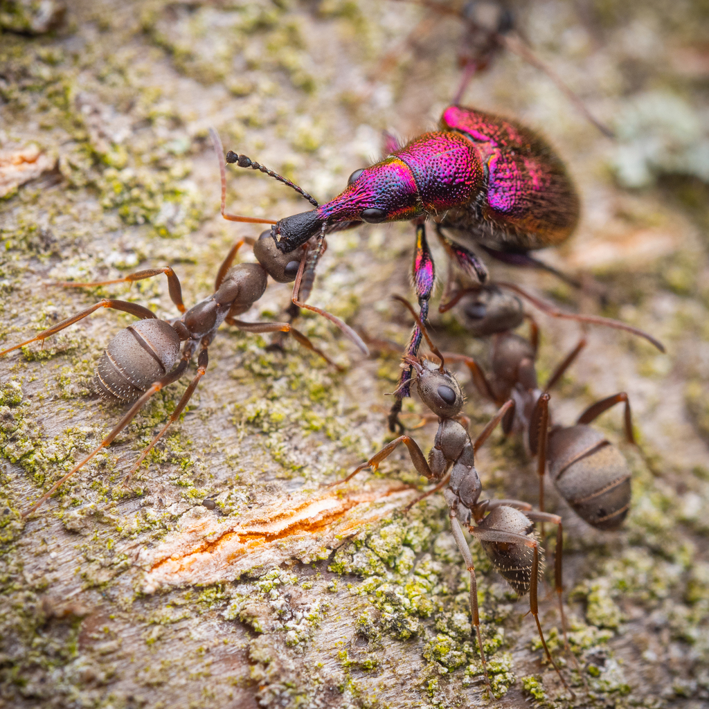 Formica cinerea (Fourmi cendrée)