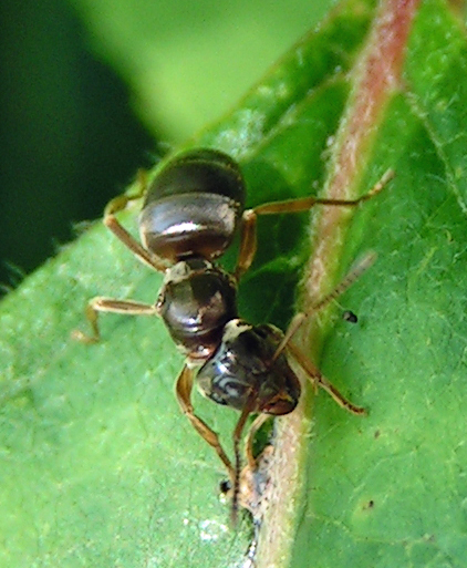 Photo de Formica fusca (Fourmi noire cendrée (Serviformica))