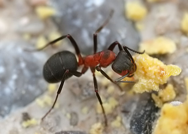 Photo de Formica rufa (Fourmi rousse des bois)
