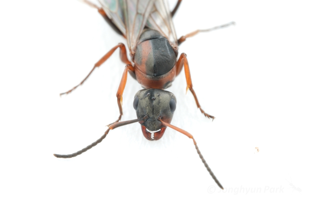 Photo de Formica rufibarbis (Fourmi rousse des sables)