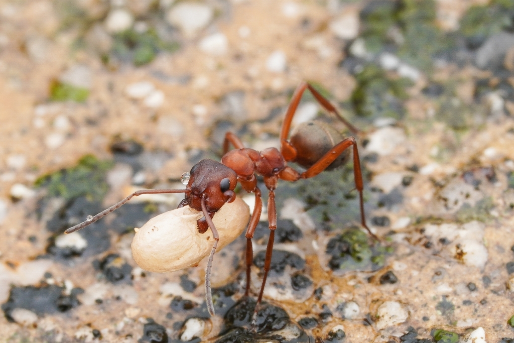 Photo de Formica sanguinea (Fourmi esclavagiste)
