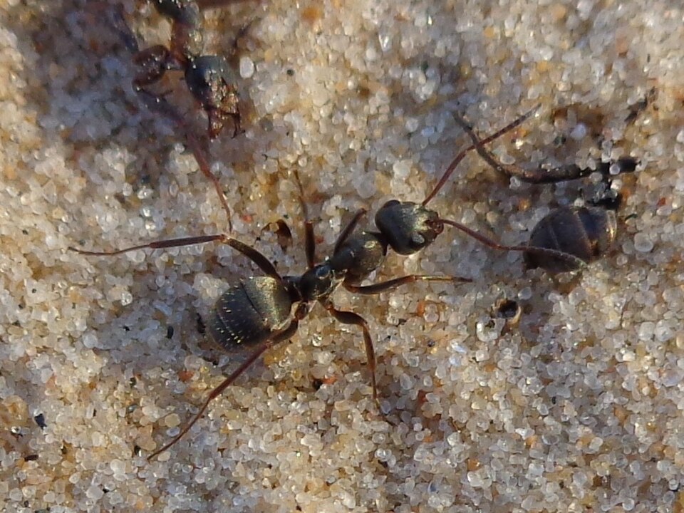 Formica selysi (Fourmi des grèves)