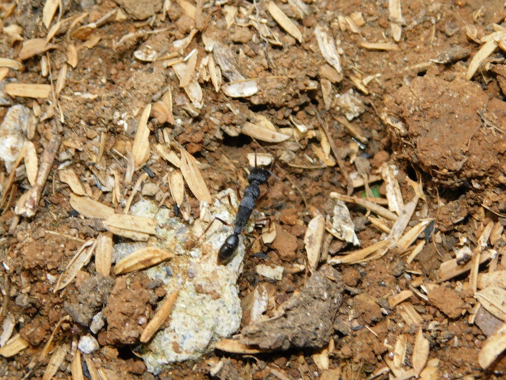 Photo de Harpegnathos venator (Fourmi sauteuse (exotique))