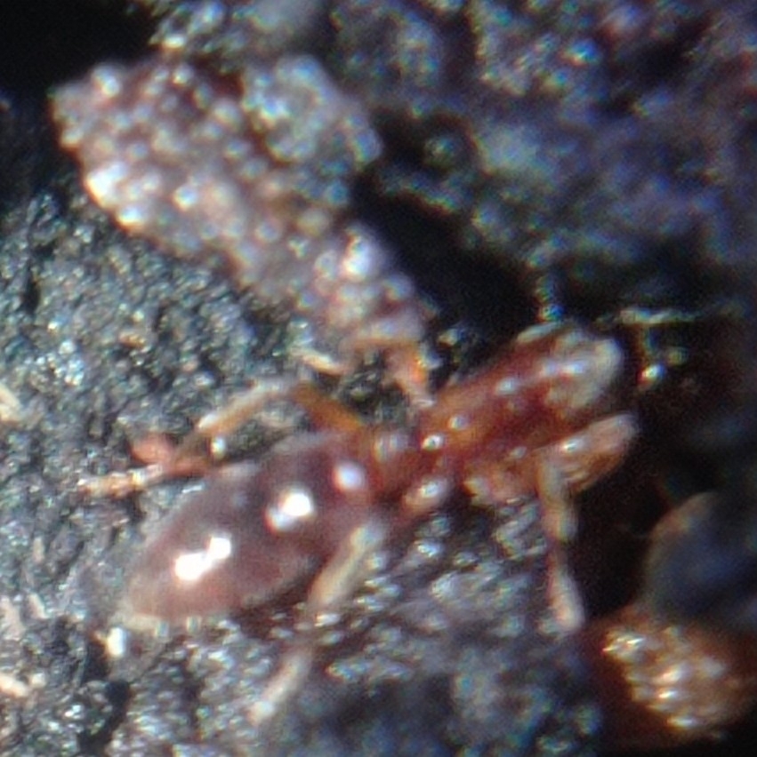 Hypoponera punctatissima (Ponérine des composts)