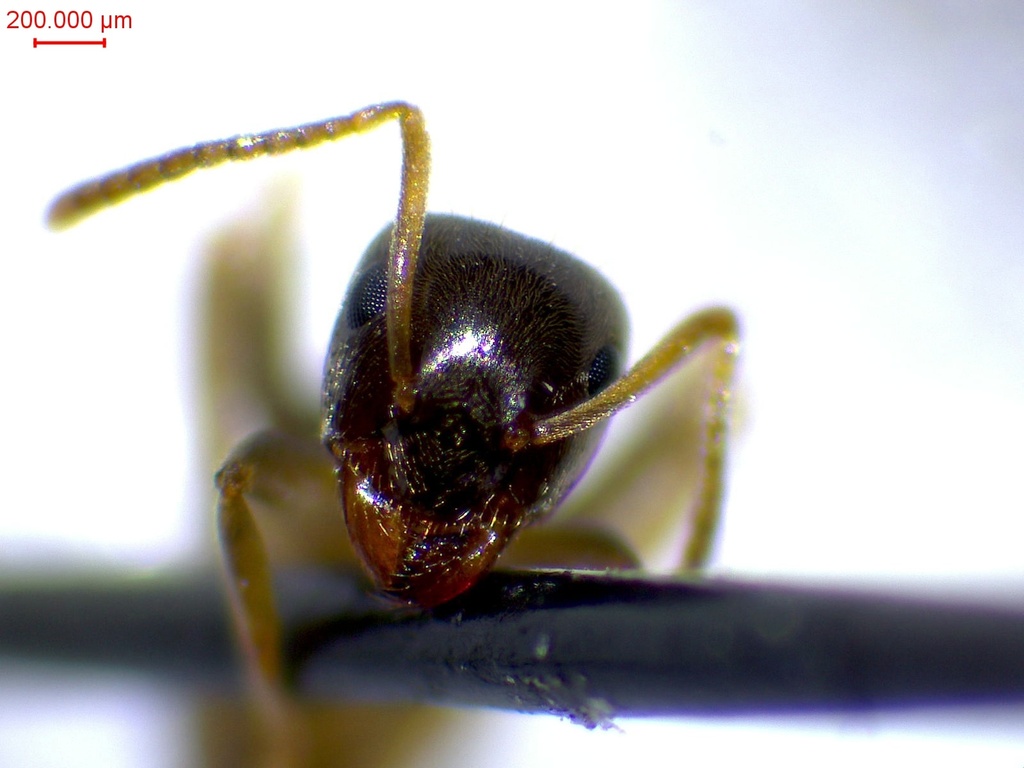 Lasius alienus (Fourmi des pelouses sèches)