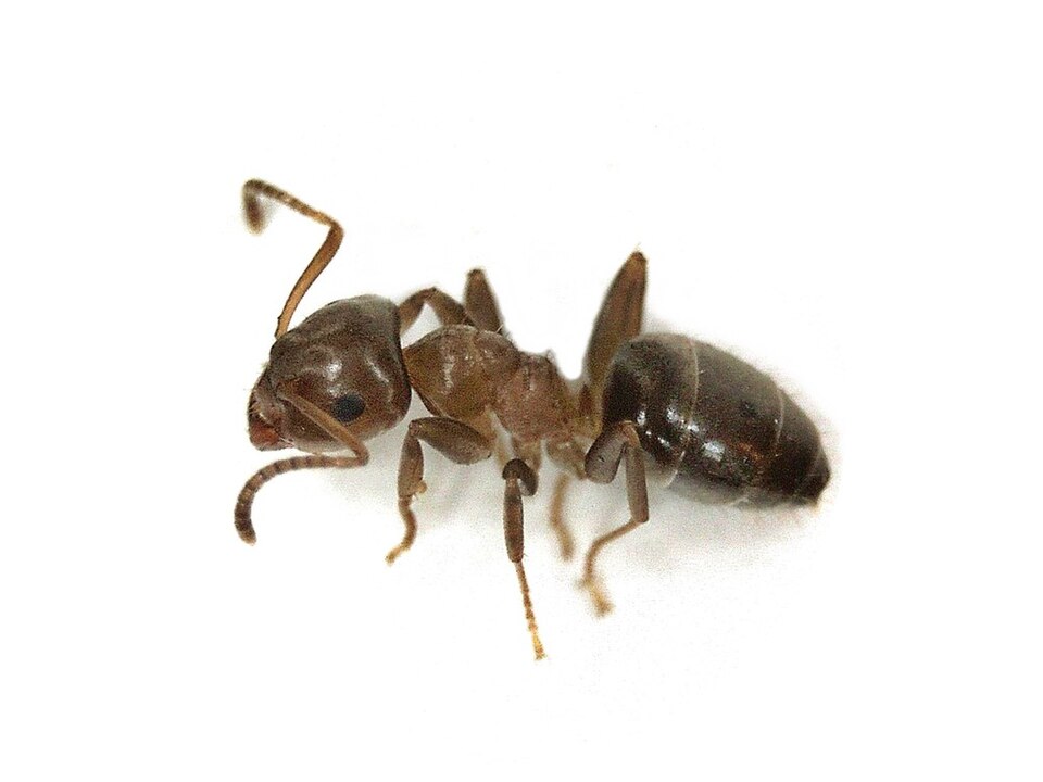 Photo de Lasius brunneus (Fourmi brune des arbres)