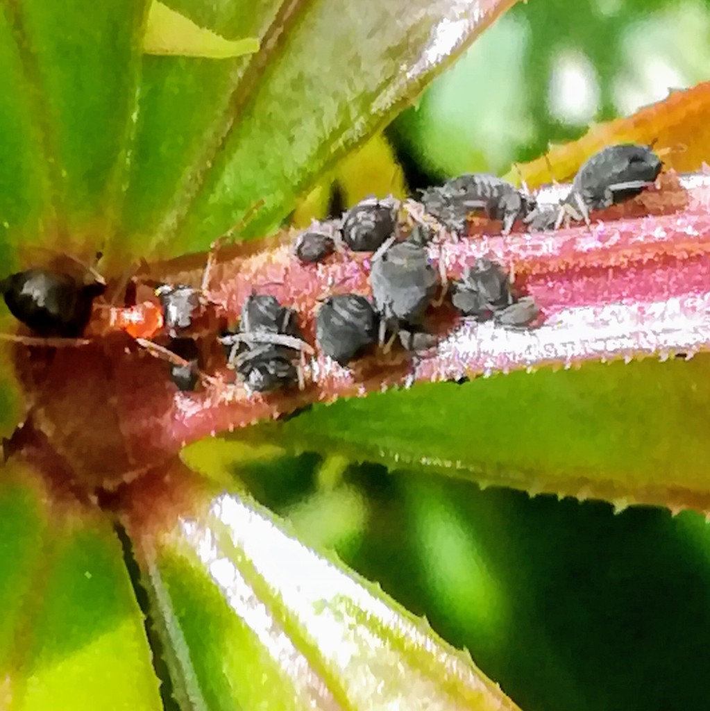 Photo de Lasius emarginatus (Fourmi des murs)