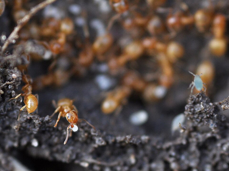 Photo de Lasius flavus (Fourmi jaune des prés)