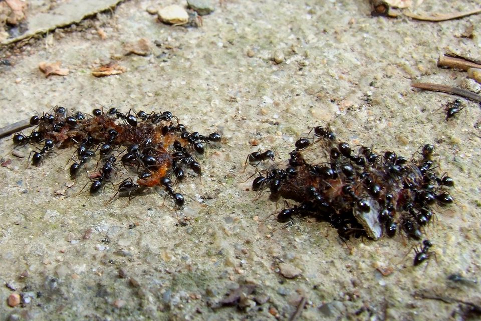 Photo de Lasius fuliginosus (Fourmi lustrée des bois)