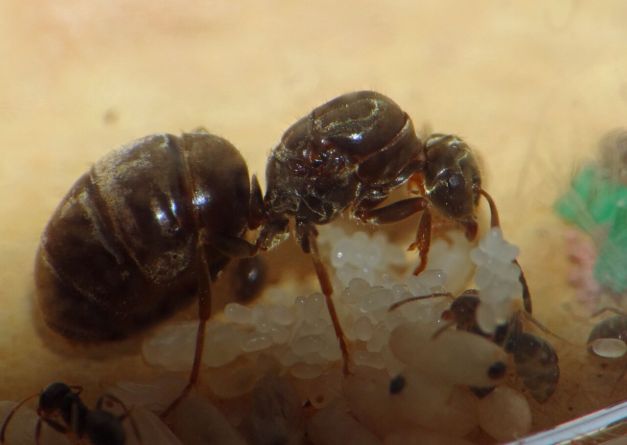 Photo de Lasius niger (Fourmi noire des jardins)