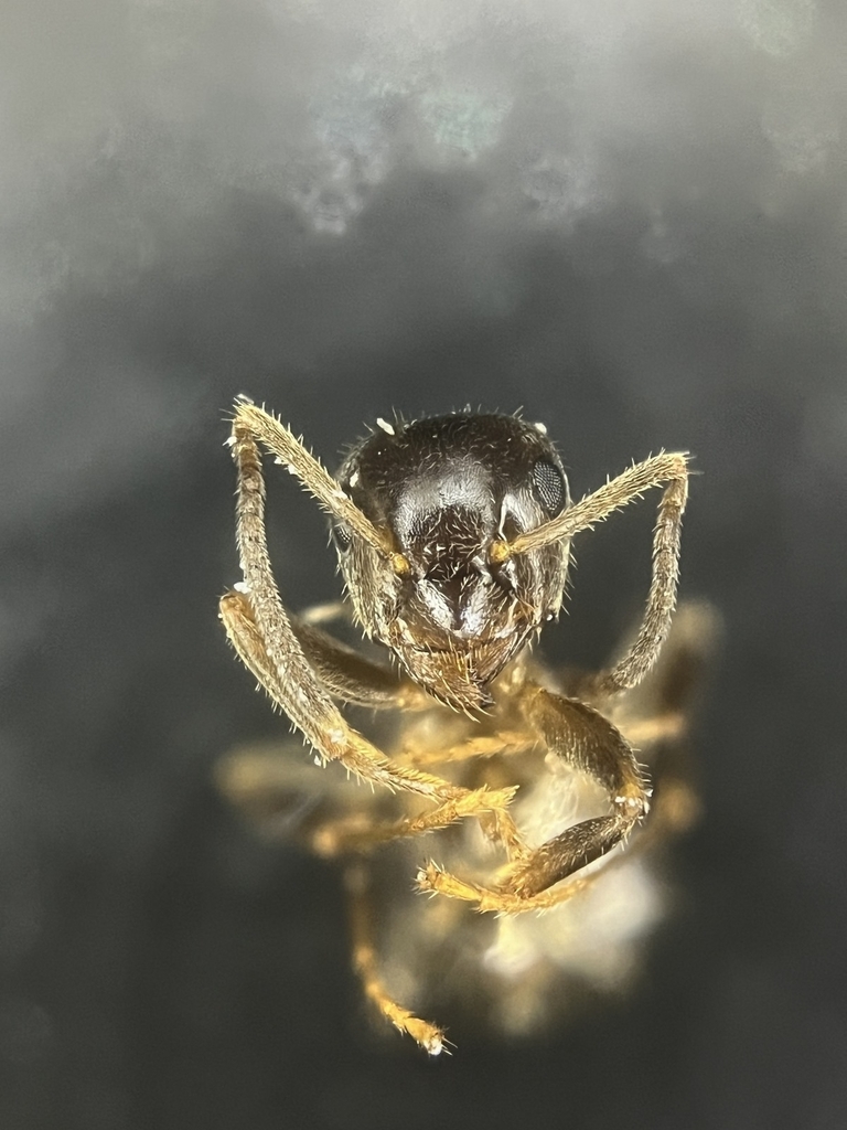 Lasius platythorax (Fourmi noire des bois)