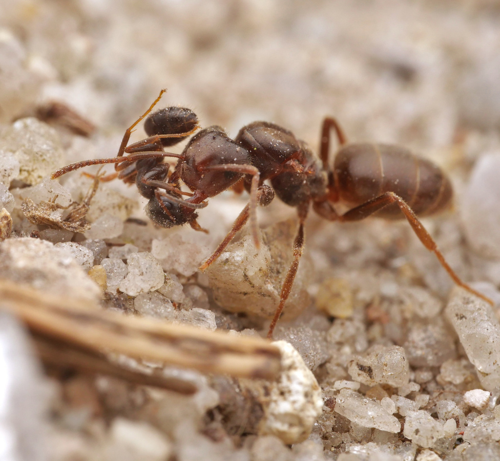 Photo de Lasius umbratus (Fourmi jaune odorante)