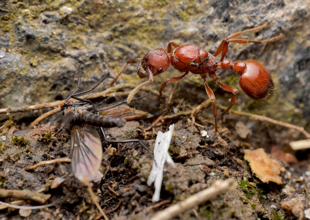 Photo de Manica rubida (Grande fourmi rouge des montagnes)