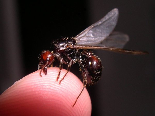 Photo de Messor barbarus (Moissonneuse à grosse tête)