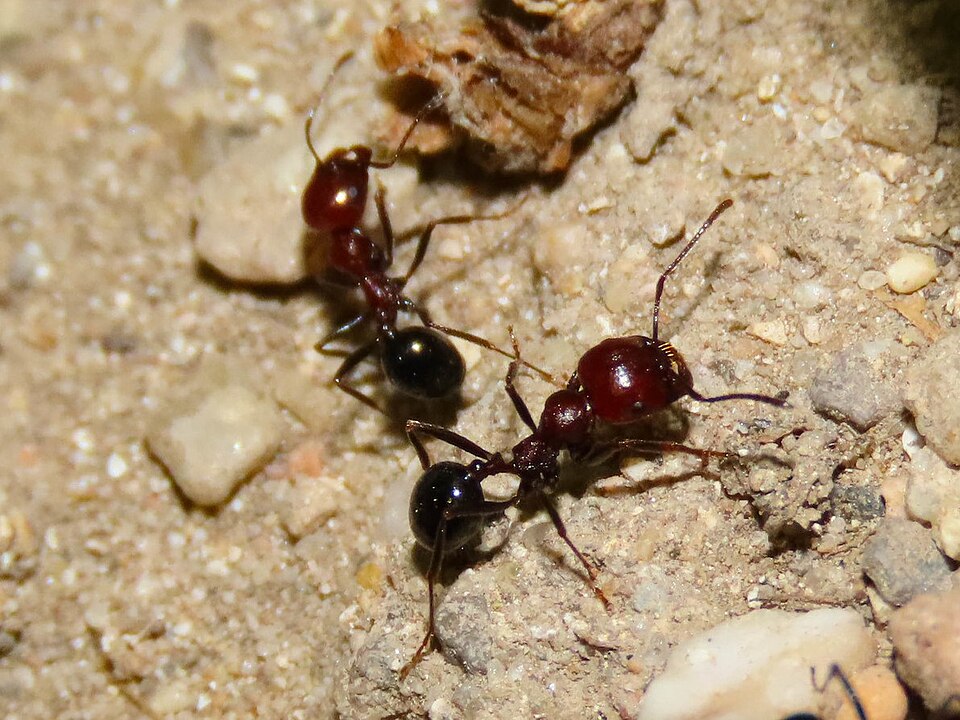 Messor minor (Petite moissonneuse méditerranéenne)