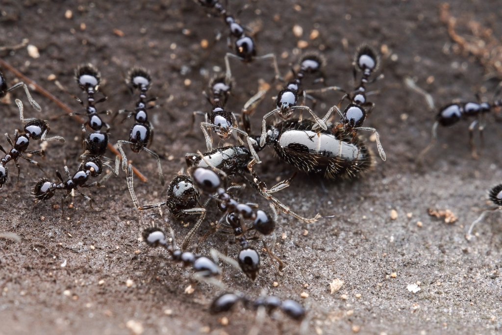 Monomorium minimum (Petite fourmi noire d'Amérique)