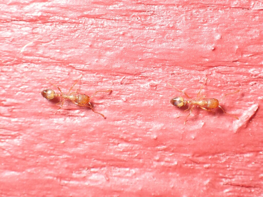 Photo de Monomorium pharaonis (Fourmi pharaon)